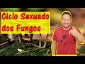 Ciclo de Vida dos Fungos