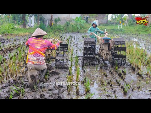 2 Traktor Sawah Garap Bareng Lahan, Nyingkal Barengan Garu