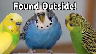 Caught in My Backyard — Budgie and Pet Update 2025