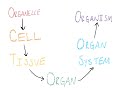 Levels of Organization in Biology