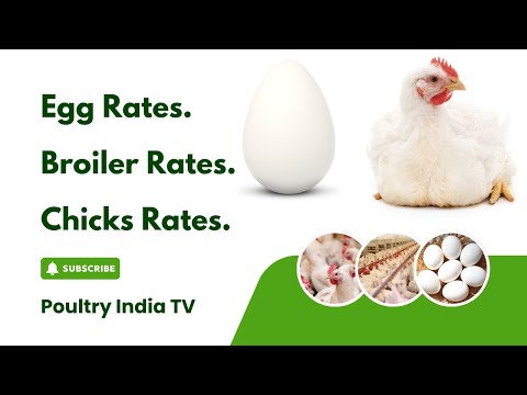 Latest Poultry Egg and Broiler Rates Information | Poultry India TV |
