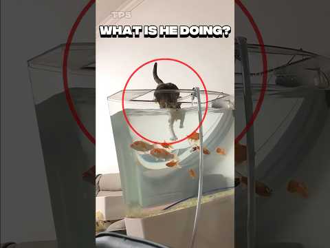 Top 5 FUNNIEST Cat Moments Ever Caught On Camera!😹🤣