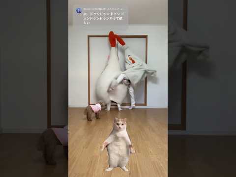 [ﾄﾞｩﾄﾞｩﾄﾞｩﾝ猫]ちょうどいい音がすると思ったら母でした #猫ミーム #猫ダンス #猫ダンスEDM #猫EDM #CatDancingtoEDM #きぐるみ母さんEDM #音ゲー