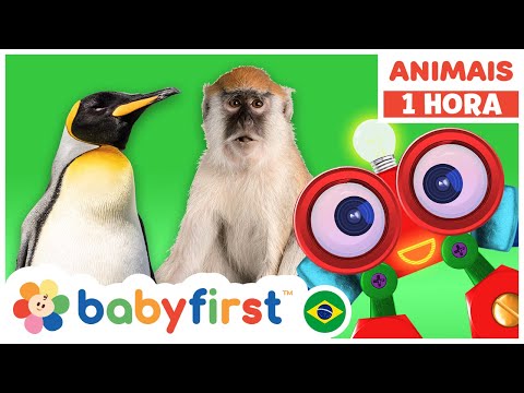 Meus amigos animais com Robi | Aprenda animais para bebês | Macaco | Pinguim + | BabyFirst Brasil