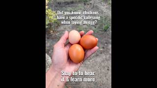 Did you know???? #chicken #eggs #backyardchickens #foryou #naturesounds #information #fyp #hens #fy