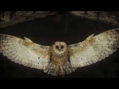 rasgamortalha_SJF017_cut.avi