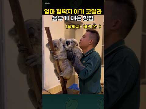 엄마 등 좋아하는 아기 코알라의 몸무게 재는 방법