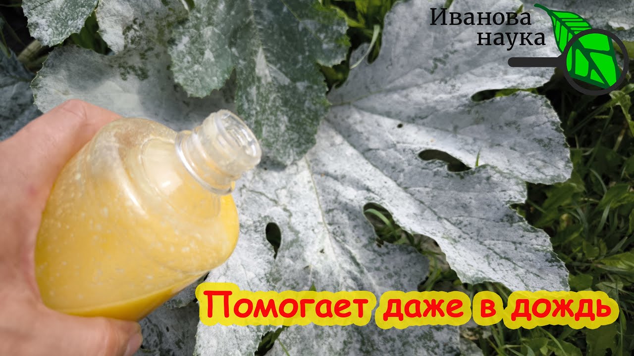 Лучшая обработка от мучнистой росы и тлей. Работает даже в дождь. Садовое мыло своими руками.