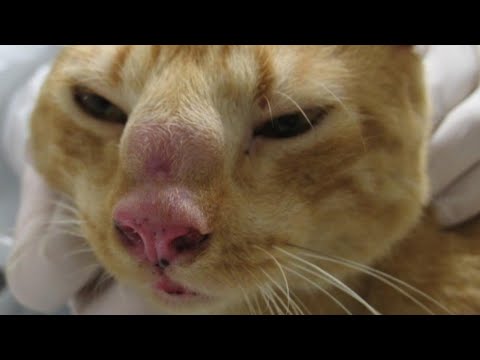 Watch This Poor Cat #509
