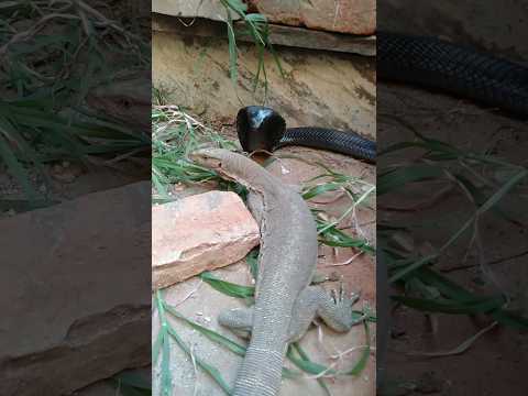 snake vs moniter lizard in the yard behind the house । #snake  #shorts #birds