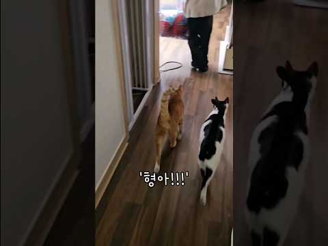 열흘만의 상봉, 오레오래치즈와 작은집사 #개냥이 #고양이 #고양이애교