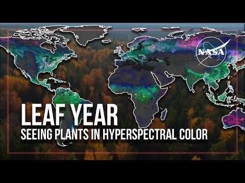 Leaf Year: Seeing Plants in Hyperspectral Color