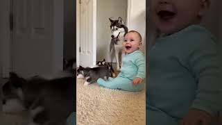 Husky family