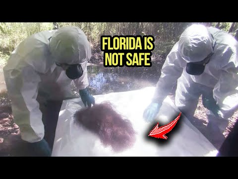 THIS Was CAPTURED In Florida Swamp - Police SPILL THE BEANS