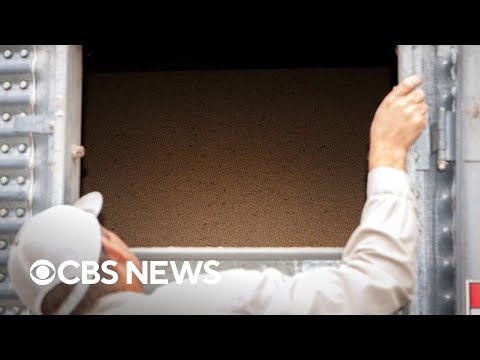 YouTube video thumbnail: U.S. Soybean Farmers Hope for Relief Ahead of Trump's Meeting With Xi Jinping