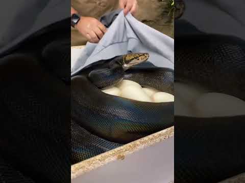 Funny tiktok || Jannel Embalsado