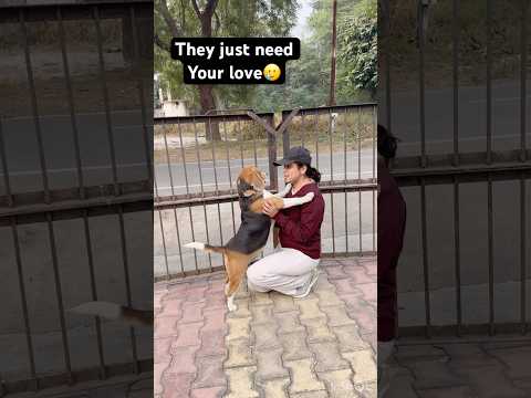 How can someone be so careless🥹🥲(PART-3)#shorts #explore #beagle #video #viralshort