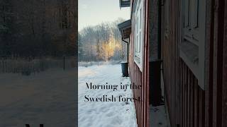 #winterwonderland #swedishforest #naturehealing #generationalliving #newchapter #sweden #schweden