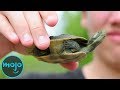 Unique Animal Adaptations and Behaviors