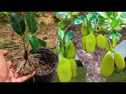 Skills Growing Jackfruit To Get lots of fruits #fruit #garden