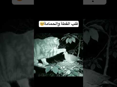 قلب القطه والحمامة #اكسبلور #تيك_توك #المصحف #راحة_نفسية #cat #birds #حالات_واتس #duet #ترند #قطط