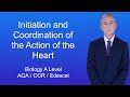 Heart Function and Electrical Conduction