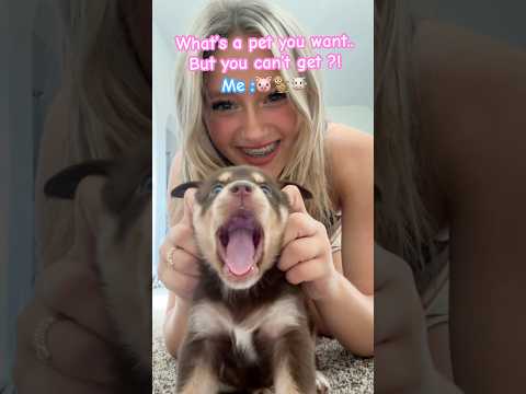 Craziest one get pinned! #shortsfeed #funny #trending #dance #puppy #ytshorts #fyp #shorts