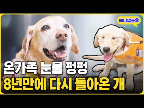 "정말 보고싶었어.." 8년만에 돌아온 '은퇴한 안내견' | KBS 동물극장 단짝 230506 방송