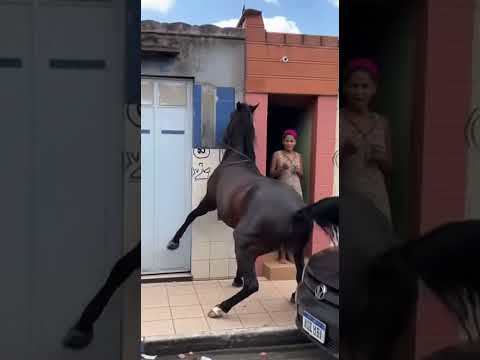 Cavalo descontrolado, feito pela sora2 #sora2