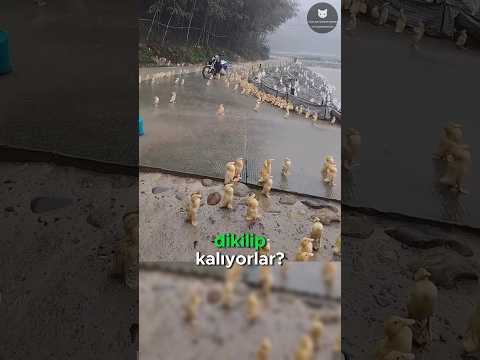 Ördekler Yağmurda Neden Donup Kalıyor? 🤔🦆🌧️