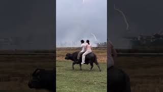 Crazy Village Life: 2 on 1 Buffalo – Vietnam Style! 🐃🔥