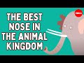 Elephant Behavior and Communication