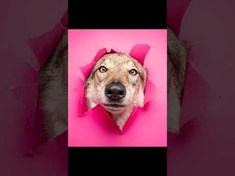 5 chiens, 5 trous, quelle photo tu préfères ? 😍 #chien #dogs #photographie