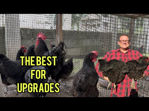 MANOK NA PANG UPGRADE SA MANOK NYO!
