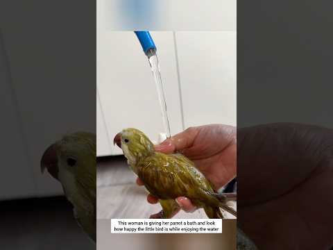 This kind woman gently bathes her little bird with so much love and care #pets #love