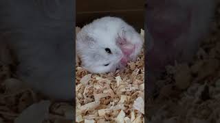 ジャンガリアンハムスター　包茎手術後の様子　#Jungarianhamster #정글리안햄스터 #準倉鼠