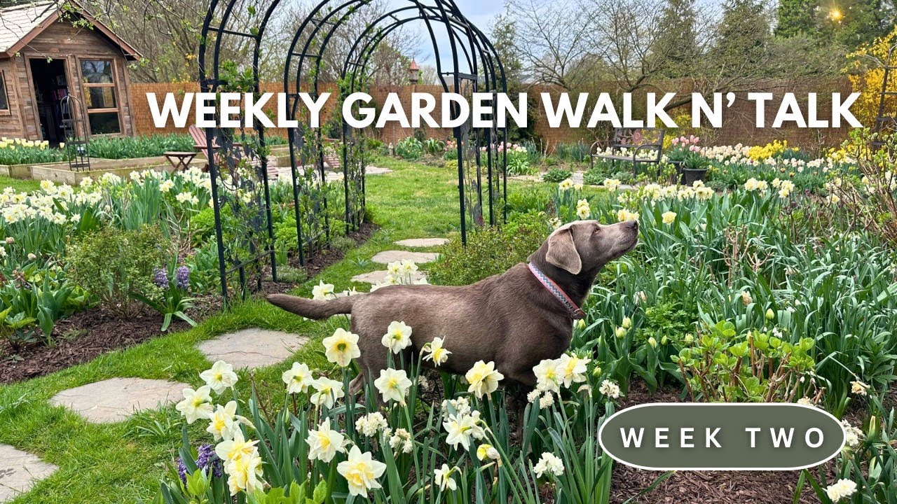 Weekly Garden Walk n’ Talk / Is This Enough Bulbs Daffodil Meadow, Raised Bed Garden Redesign