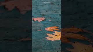 Narivettai - Minnalena Song | Tovino Thomas, Anuraj Manohar, Jakes Bejoy