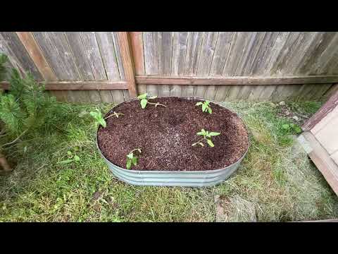 May 26, 2026 Plants and Stuff