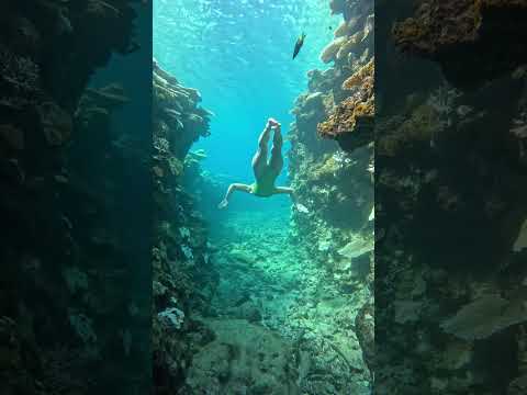 a fantastic sea✨🐬 #수영 #shorts #swimming #freediving