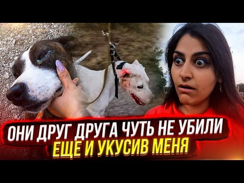 Что я обнаружила в канаве😱Не могли разжать пасть, обе в крови и меня укусили, едем в клинику.