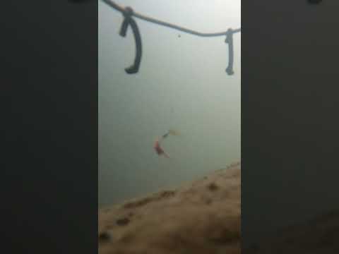 penyebab umpan pancing habis secara diam" #udang #umpancacing #mancing #fishing #underwater #shorts