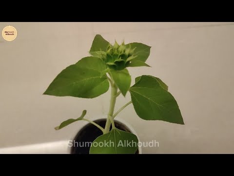 زراعة دوار الشمس فالمنزل How to grow  sunflower in pots at home