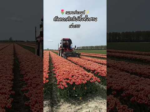 เนเธอร์แลนด์เค้าตัดทิวลิปทิ้งทั้งสวน เพื่อ? น่าเสียดาย! 🌷✨