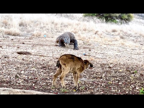 How Komodo Dragons Camouflage And Wait For Prey That Passes In Front Of Them