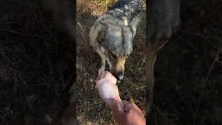 Wolfdog Eating Crunchy Chicken Thigh ASMR
