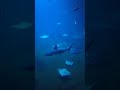 Shark Identification and Reinforcement