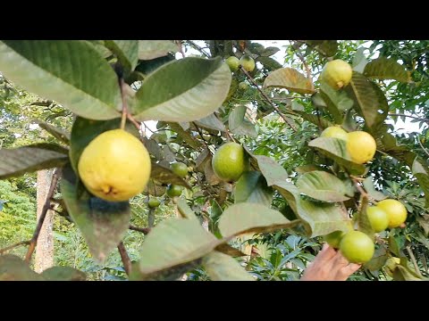 Harvesting The wild Guava Fruits