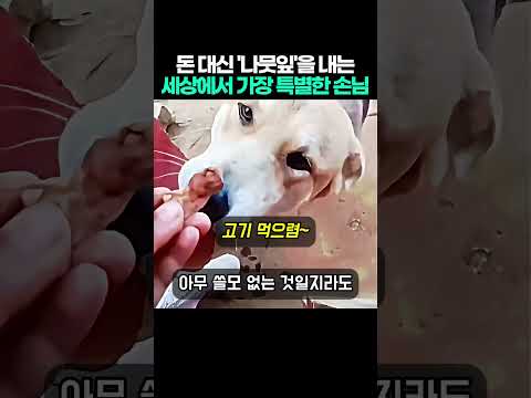 돈 대신 나뭇잎 내밀고 고기 얻어먹는 기특한 강아지 #강아지 #감동 #인류애충전