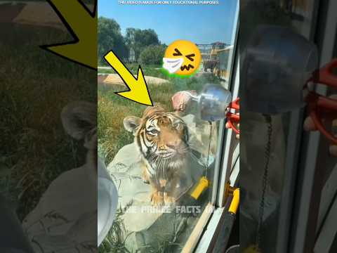 भैया 🧑‍✈️ के सामने शेर 🐯 आ गया फिर 😱 #shorts